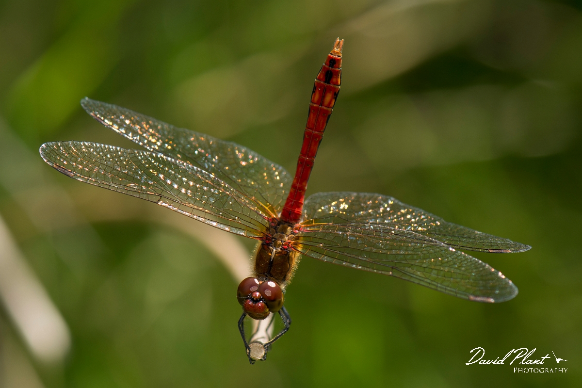 David Plant Photography - Wildlife Photography - Ruddy darter - L.jpg - Ruddy darter male - Hertfordshire