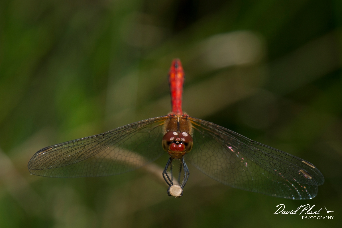 David Plant Photography - Wildlife Photography - Ruddy darter - M.jpg - Ruddy darter male - Hertfordshire