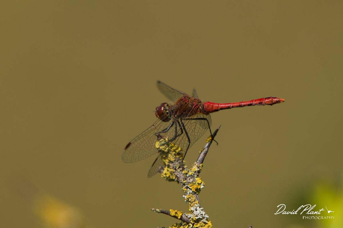 David Plant Photography - Wildlife Photography - Ruddy darter - O.jpg - Ruddy darter -  Essex
