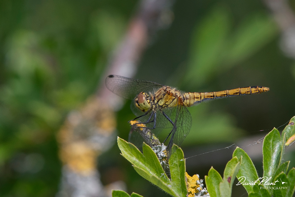 David Plant Photography - Wildlife Photography - Ruddy darter - Q.jpg - Ruddy darter, female - Essex