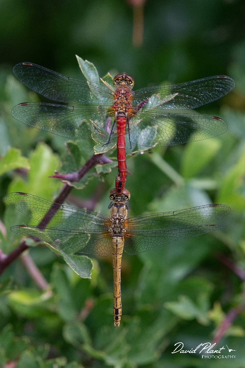 David Plant Photography - Wildlife Photography - Ruddy darter - S.jpg - Ruddy darter, mating pair - Essex