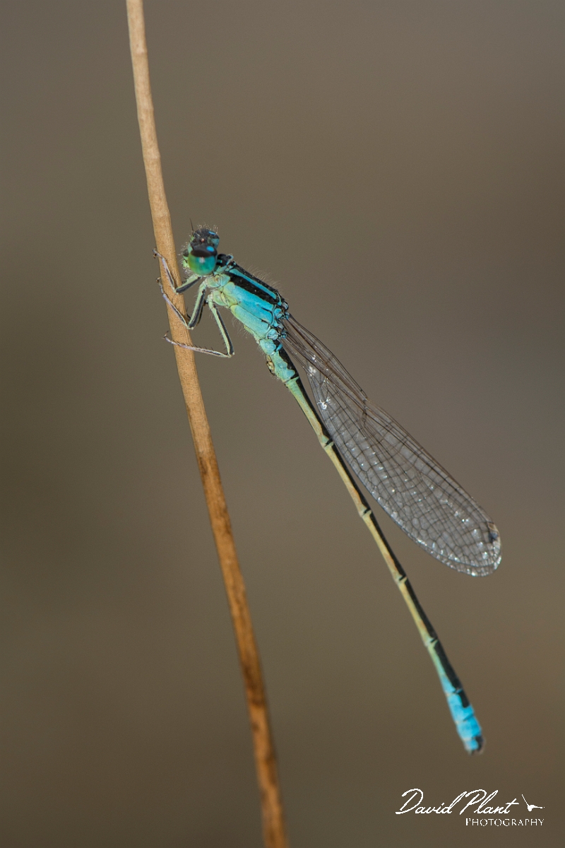 David Plant Photography - Wildlife Photography - Scarce blue-tailed damselfly - C.jpg - Scarce blue-tailed damselfly - Anglesey