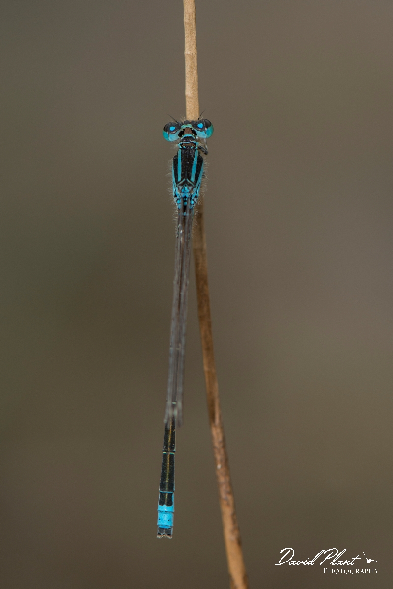 David Plant Photography - Wildlife Photography - Scarce blue-tailed damselfly - D.jpg - Scarce blue-tailed damselfly - Anglesey