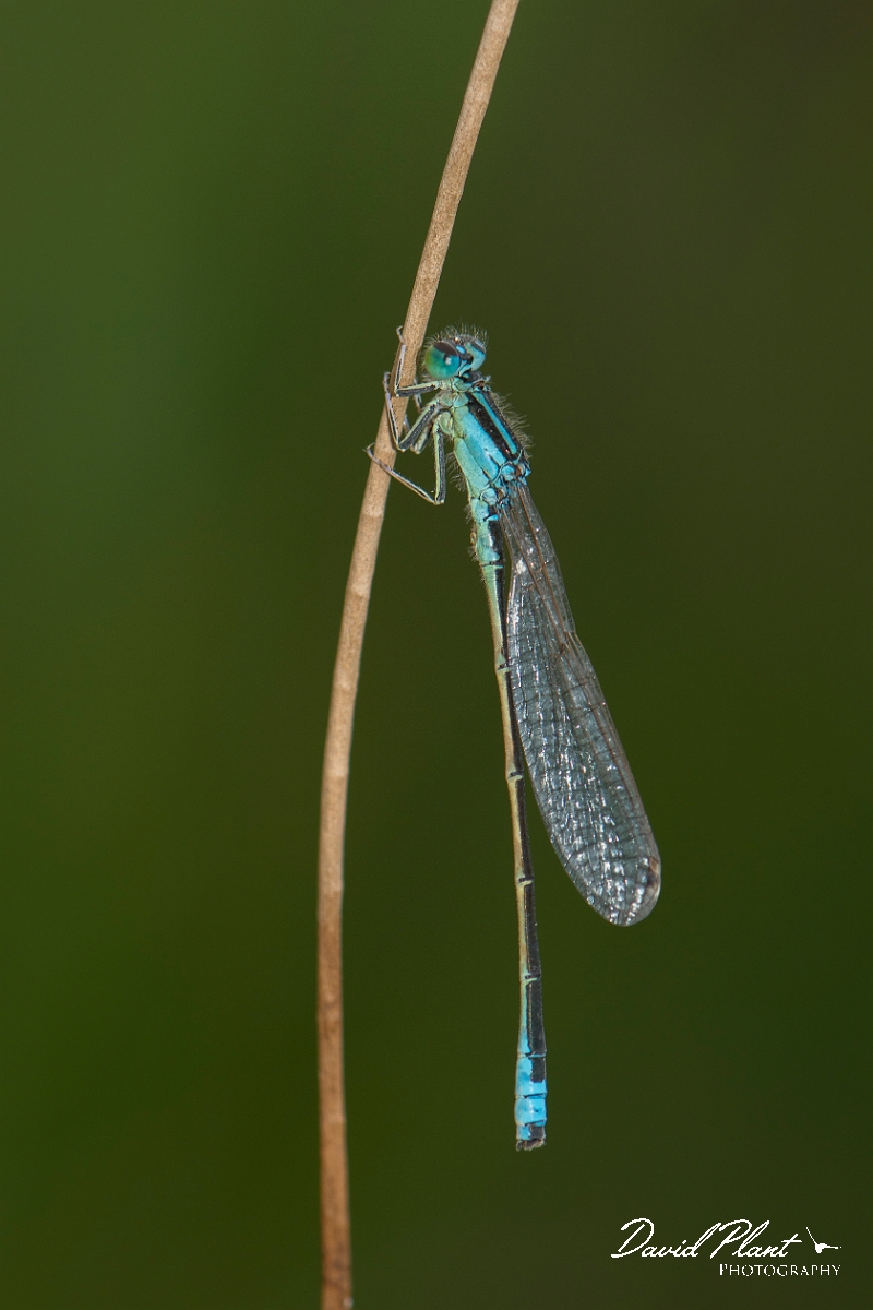 David Plant Photography - Wildlife Photography - Scarce blue-tailed damselfly - F.jpg - Scarce blue-tailed damselfly - Anglesey