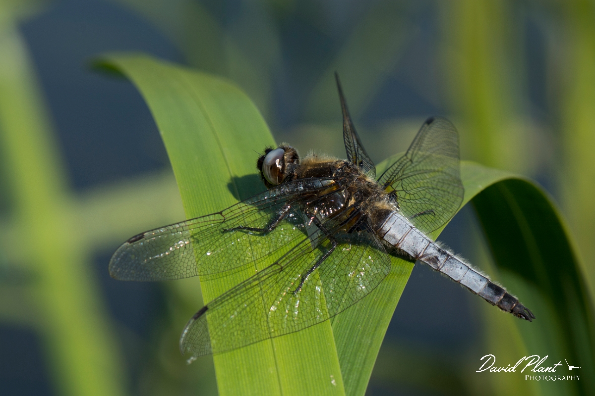 David Plant Photography - Wildlife Photography - Scarce chaser - C.jpg - Scarce chaser male - Bedfordshire