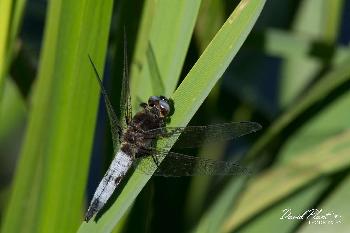 David Plant Photography - Wildlife Photography - Scarce chaser - G.jpg - Scarce chaser male - Bedfordshire