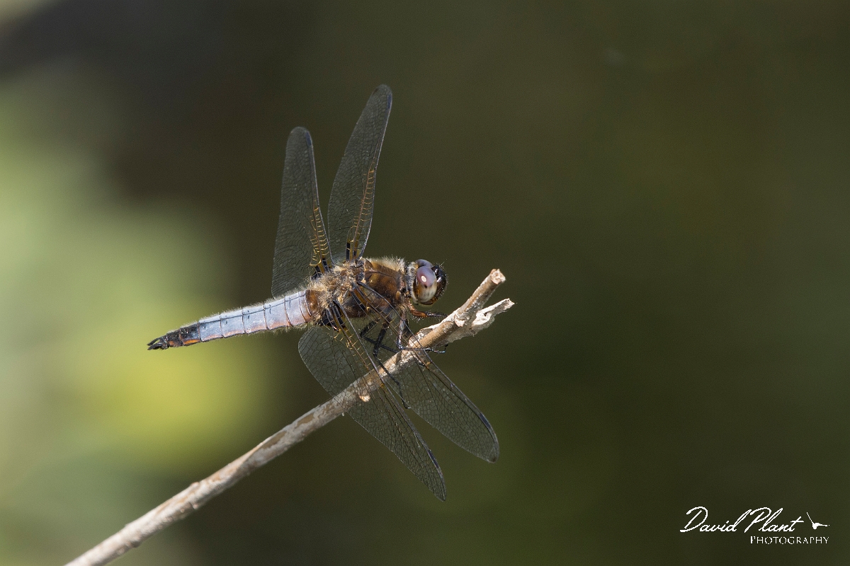 David Plant Photography - Wildlife Photography - Scarce chaser - H.jpg - Scarce chaser, male - Norfolk