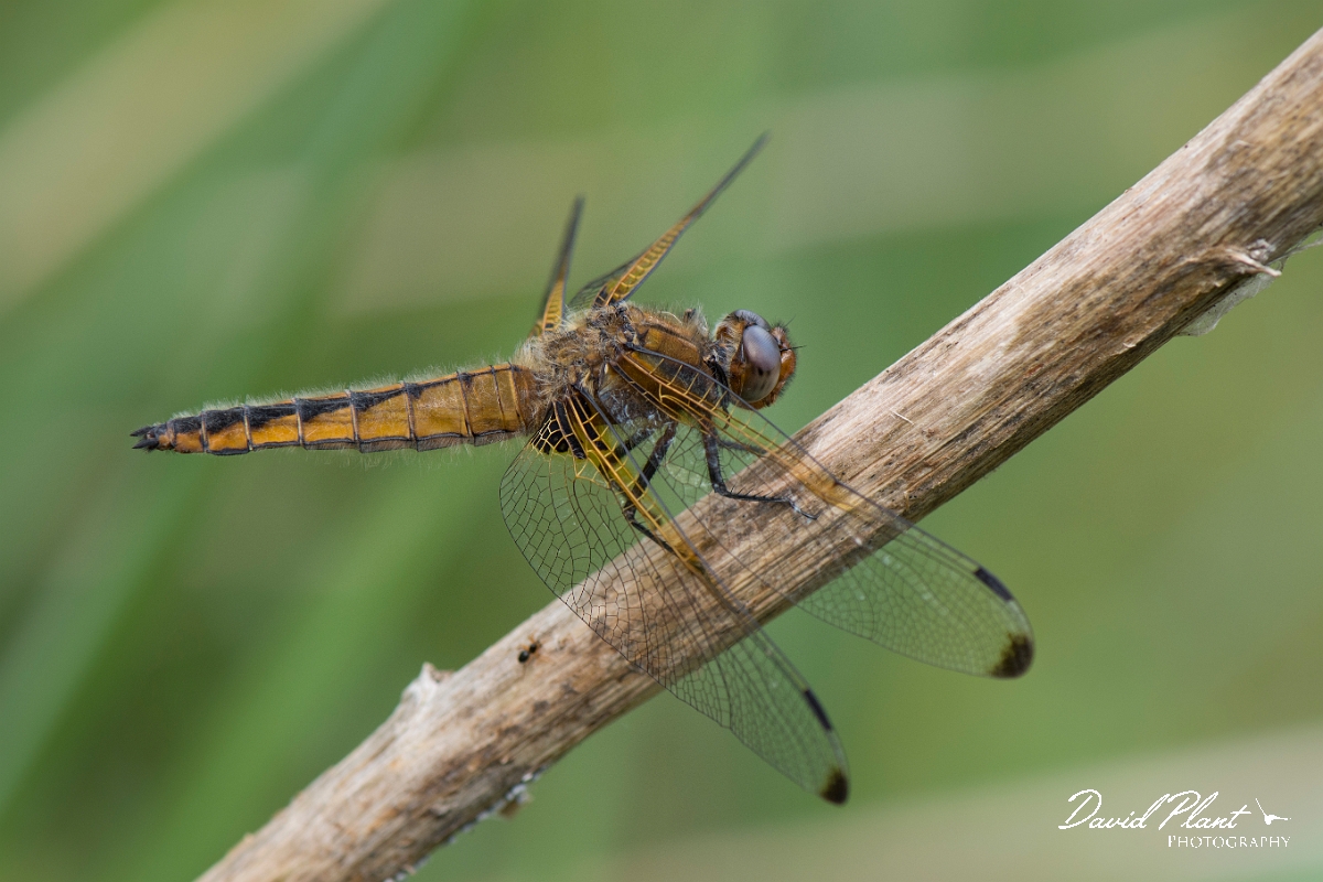 David Plant Photography - Wildlife Photography - Scarce chaser - K.jpg - Scarce chaser, female - Norfolk