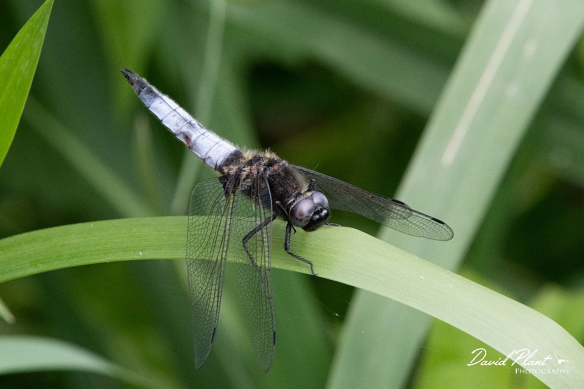 David Plant Photography - Wildlife Photography - Scarce chaser - M.jpg - Scarce chaser - Bedfordshire