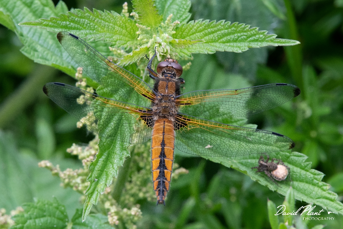 David Plant Photography - Wildlife Photography - Scarce chaser - O.jpg - Scarce chaser, female - Bedfordshire