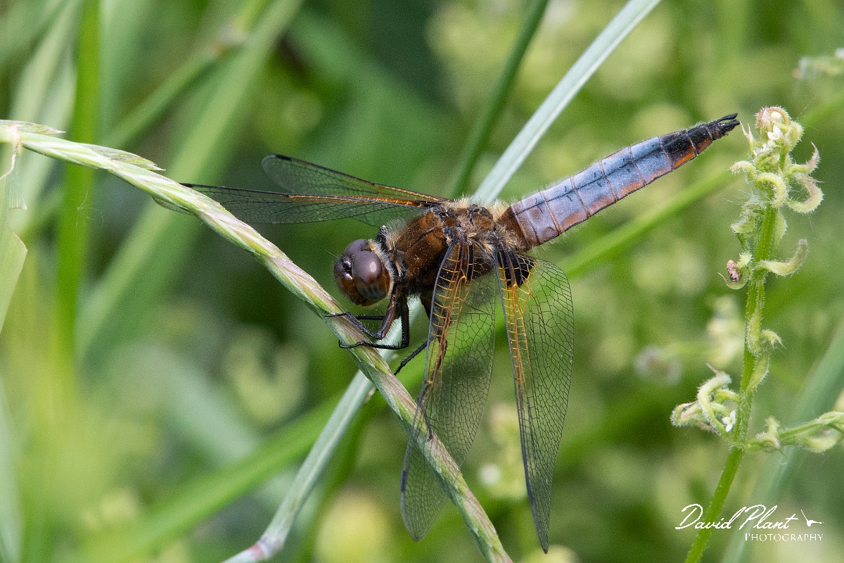 David Plant Photography - Wildlife Photography - Scarce chaser - Q.jpg - Scarce chaser, immature male - Bedfordshire