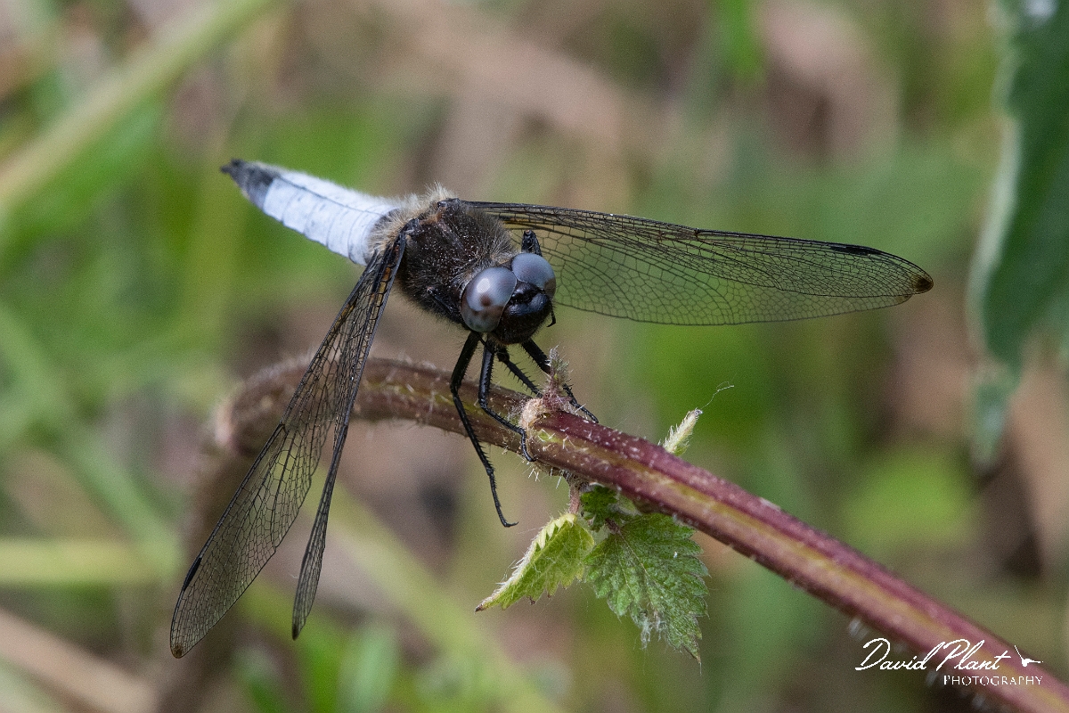David Plant Photography - Wildlife Photography - Scarce chaser - R.jpg - Scarce chaser - Bedfordshire