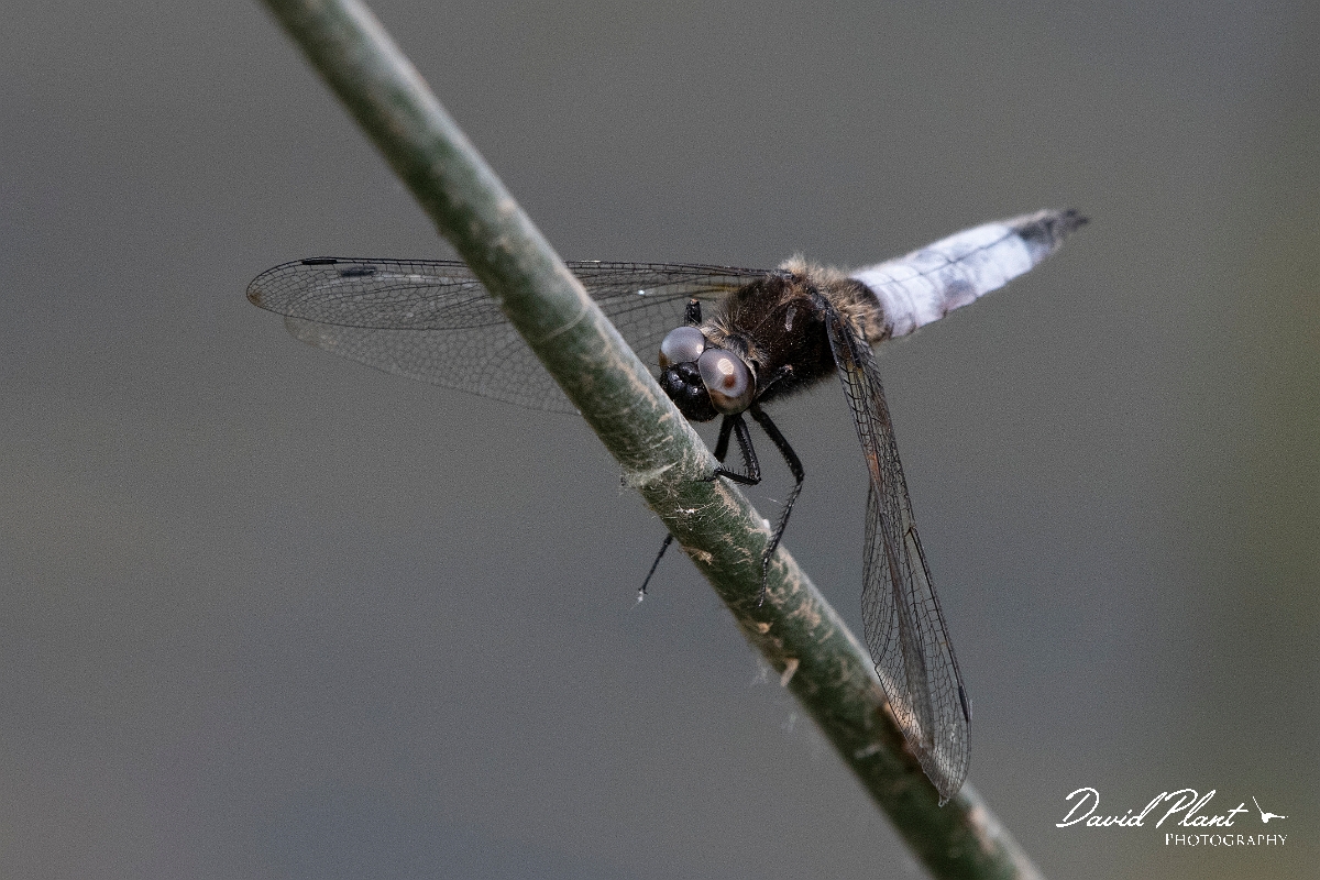 David Plant Photography - Wildlife Photography - Scarce chaser - S.jpg - Scarce chaser - Bedfordshire