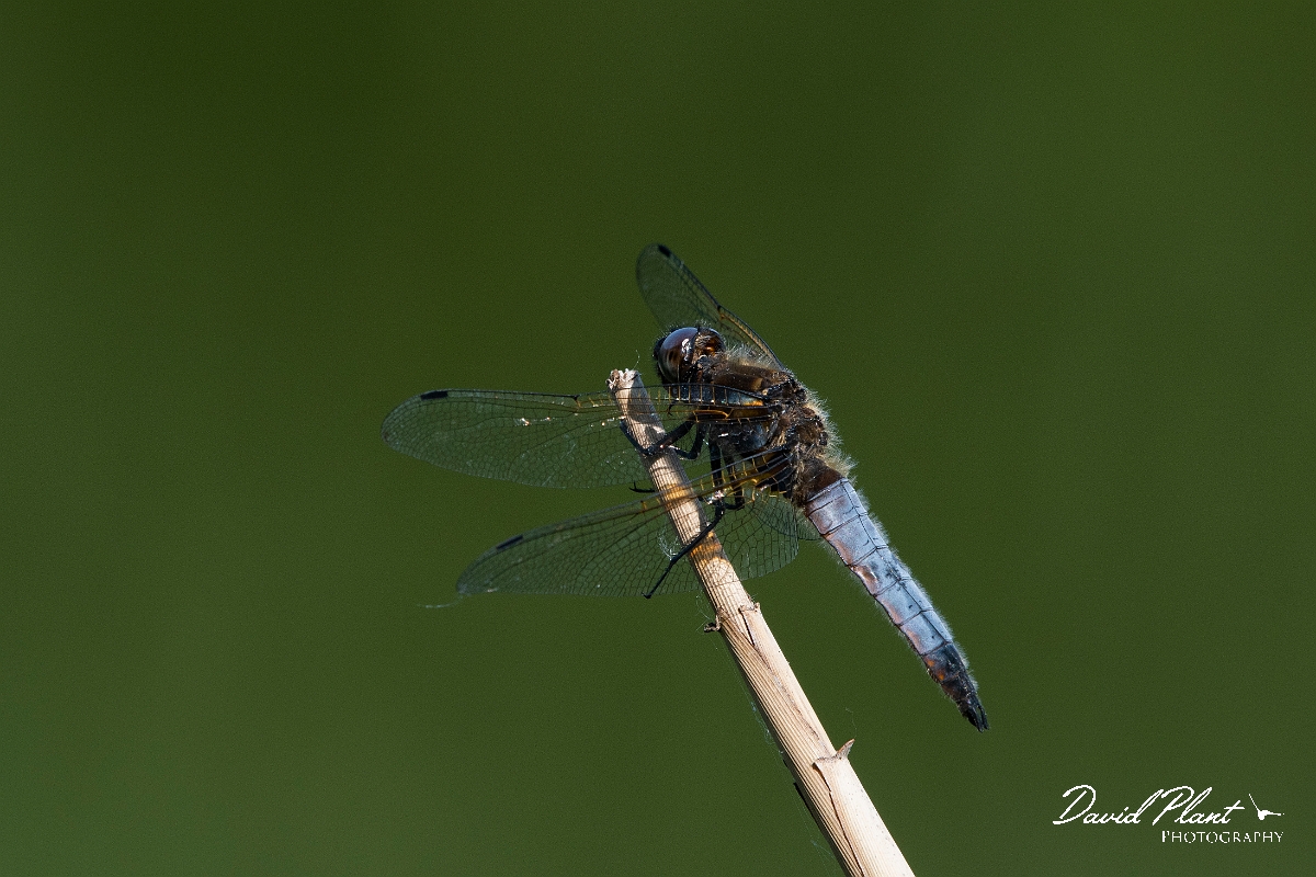 David Plant Photography - Wildlife Photography - Scarce chaser - T.JPG - Scarce chaser, male - Cambridgeshire