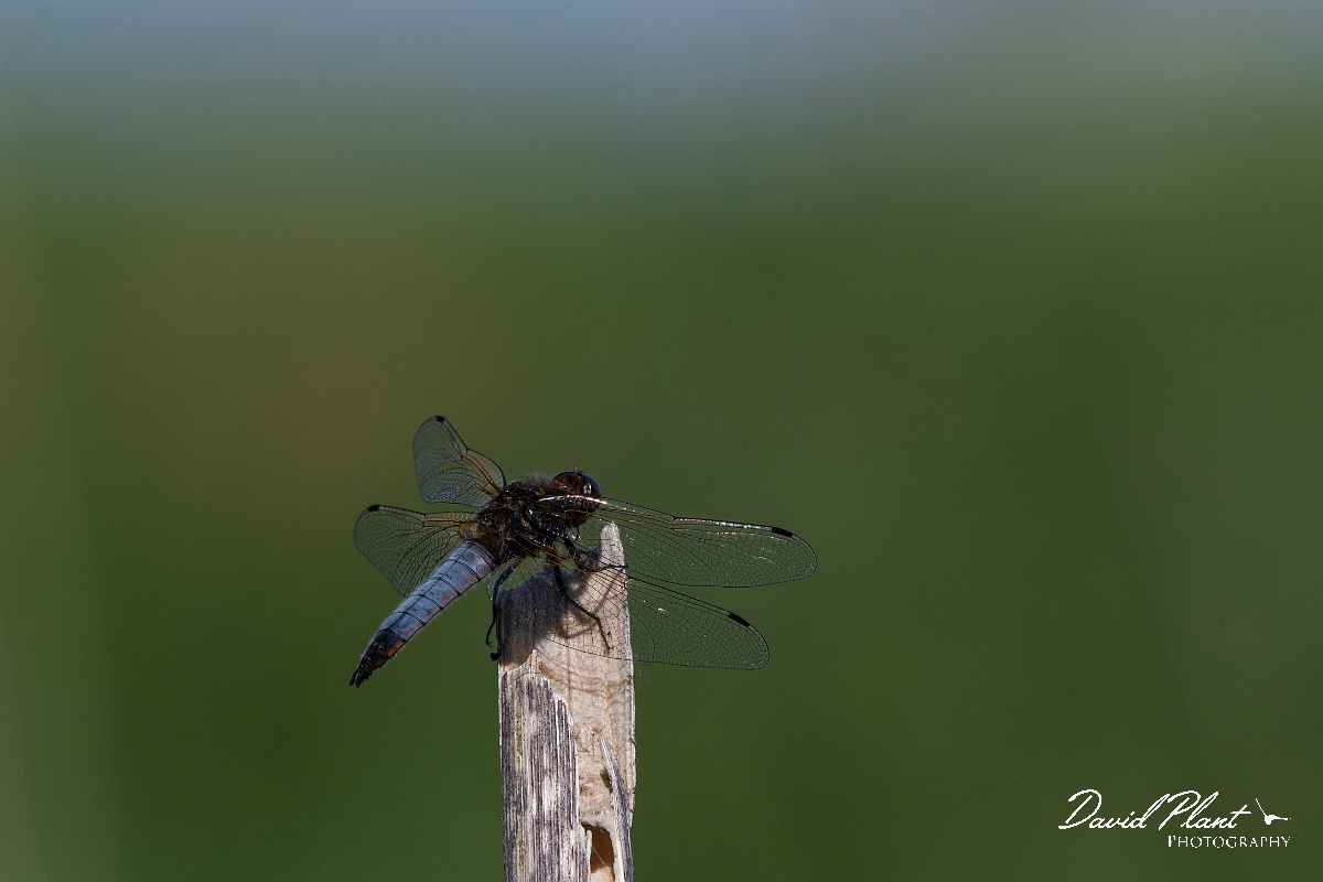David Plant Photography - Wildlife Photography - Scarce chaser - U.JPG - Scarce chaser, male - Cambridgeshire