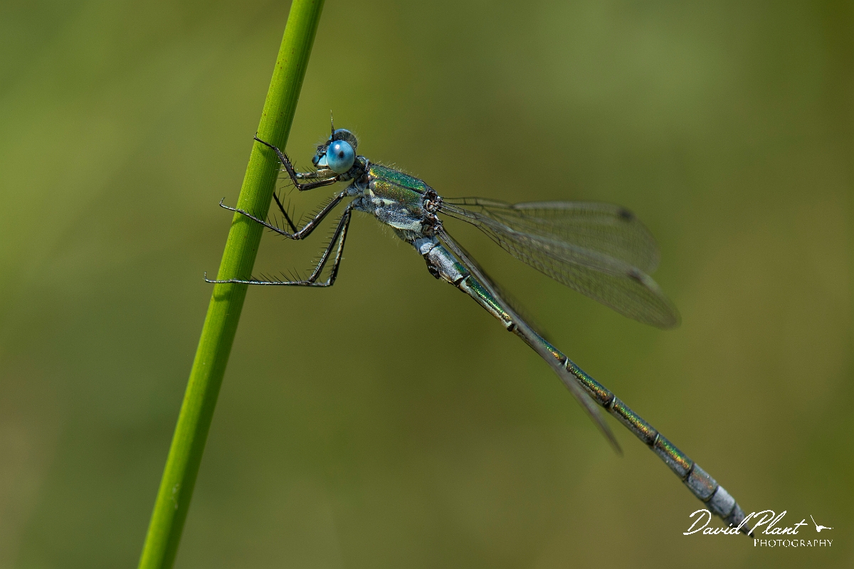 David Plant Photography - Wildlife Photography - Scarce emerald damselfly - C.jpg - Scarce emerald damselfly - Hertfordshire