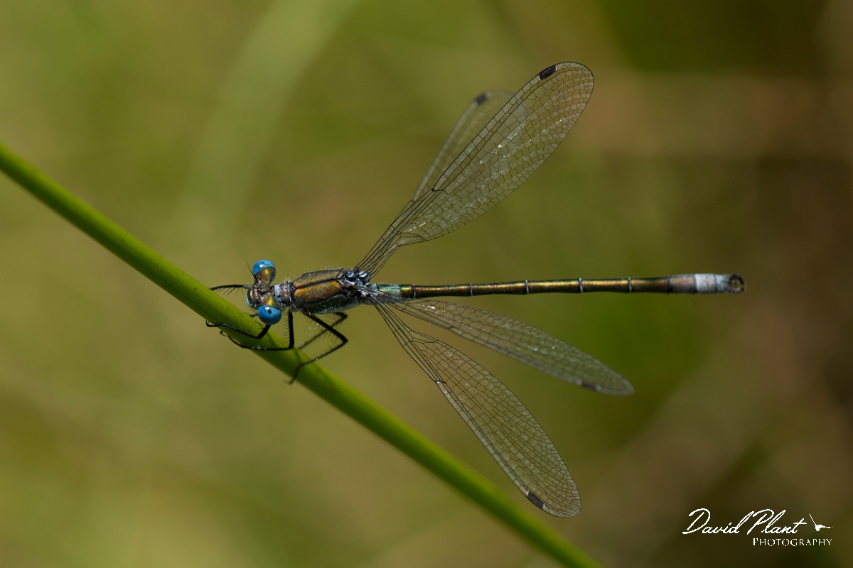 David Plant Photography - Wildlife Photography - Scarce emerald damselfly - D.jpg - Scarce emerald damselfly - Hertfordshire