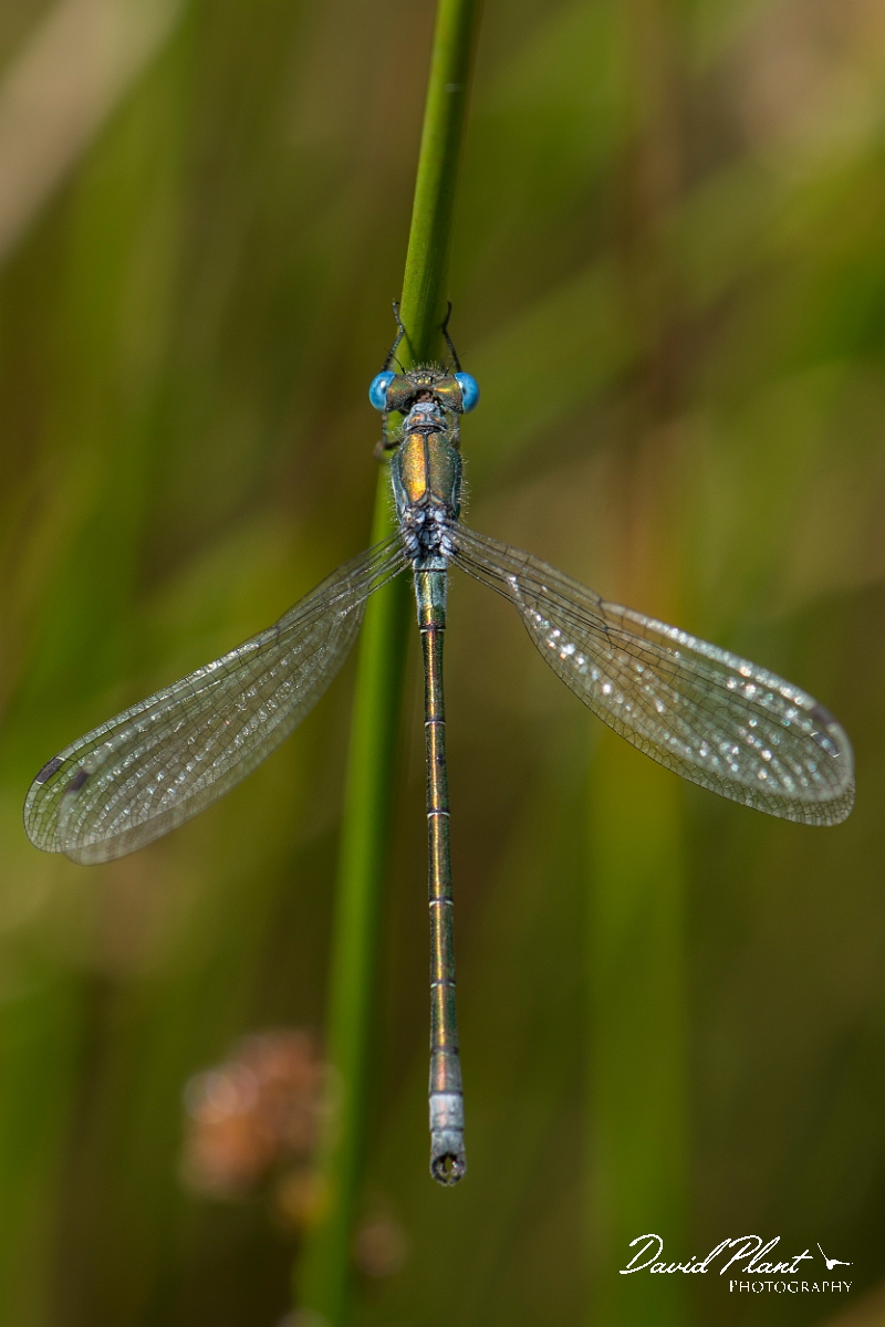 David Plant Photography - Wildlife Photography - Scarce emerald damselfly - E.jpg - Scarce emerald damselfly - Hertfordshire