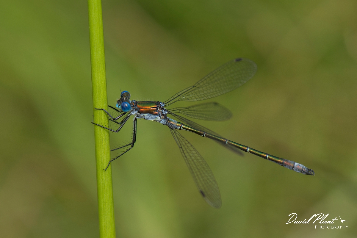 David Plant Photography - Wildlife Photography - Scarce emerald damselfly - G.jpg - Scarce emerald damselfly - Hertfordshire