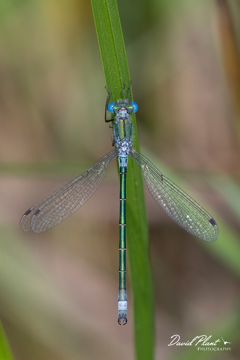 David Plant Photography - Wildlife Photography - Scarce emerald damselfly - I.jpg - Scarce emerald damselfly - Essex