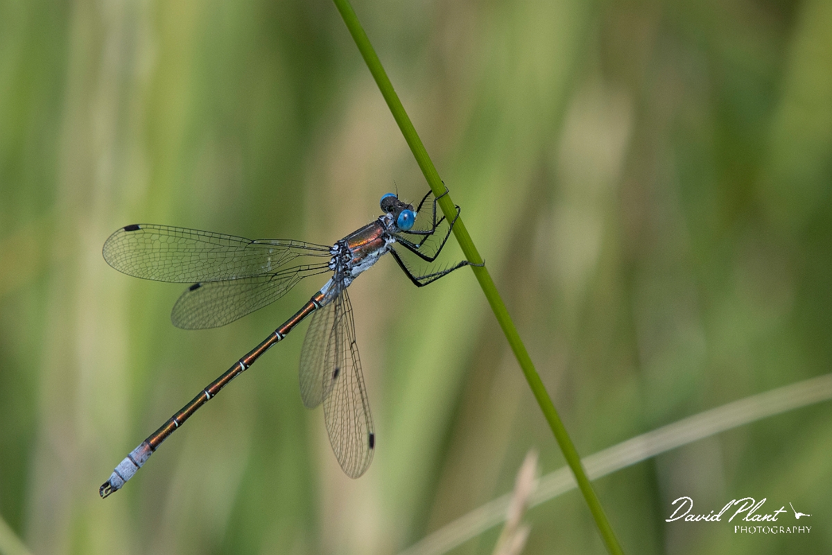 David Plant Photography - Wildlife Photography - Scarce emerald damselfly - J.jpg - Scarce emerald damselfly - Essex