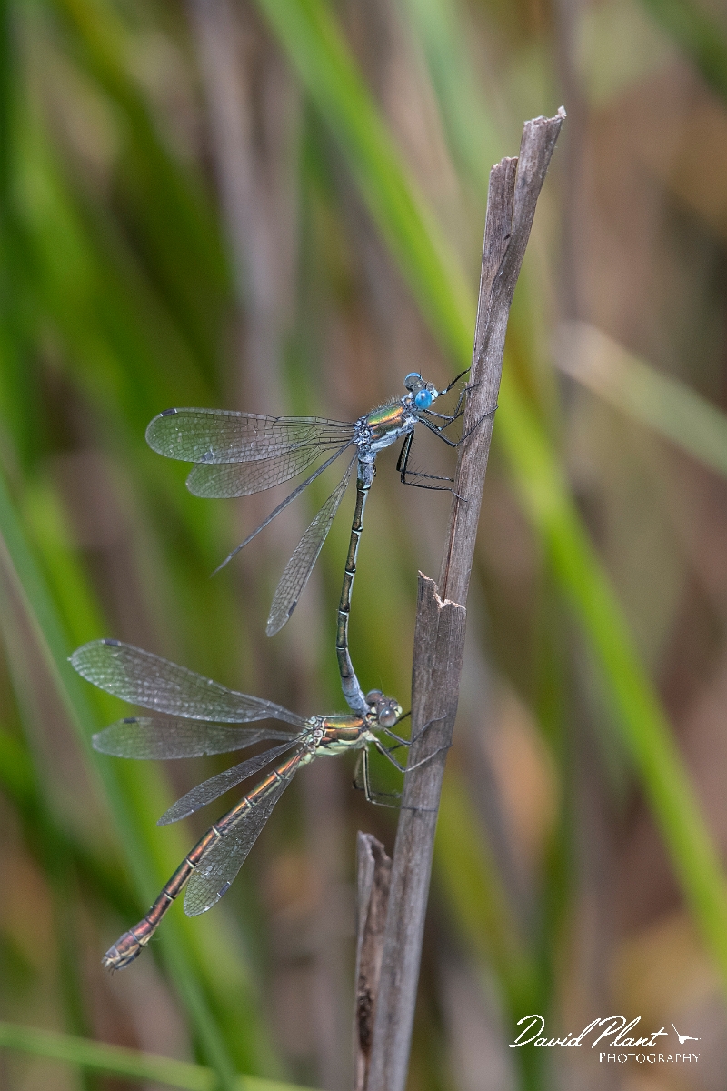 David Plant Photography - Wildlife Photography - Scarce emerald damselfly - K.jpg - Scarce emerald damselfly, pair - Essex