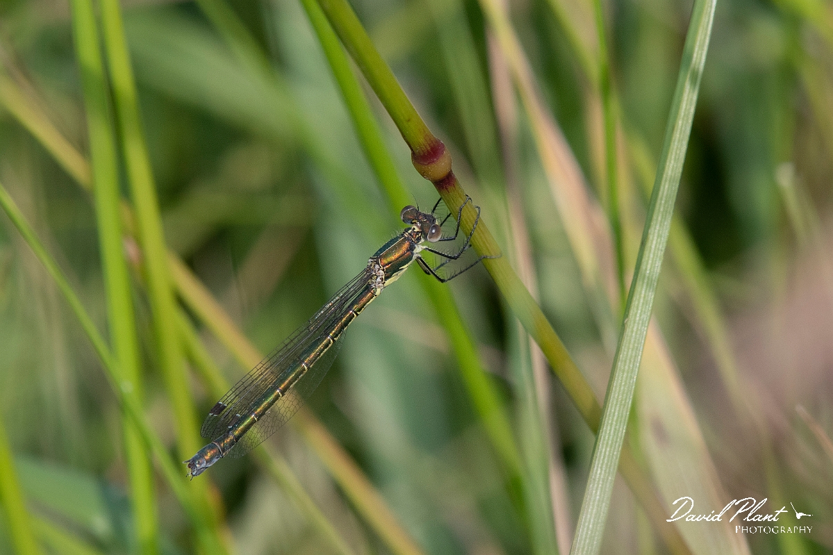 David Plant Photography - Wildlife Photography - Scarce emerald damselfly - M.jpg - Scarce emerald damselfly, female - Essex