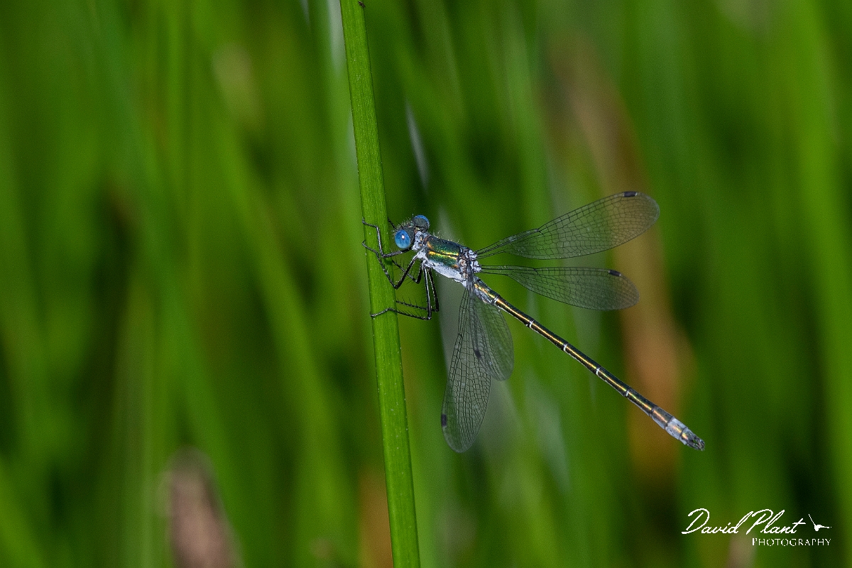 David Plant Photography - Wildlife Photography - Scarce emerald damselfly - N.JPG - Scarce emerald damselfly, male - Norfolk