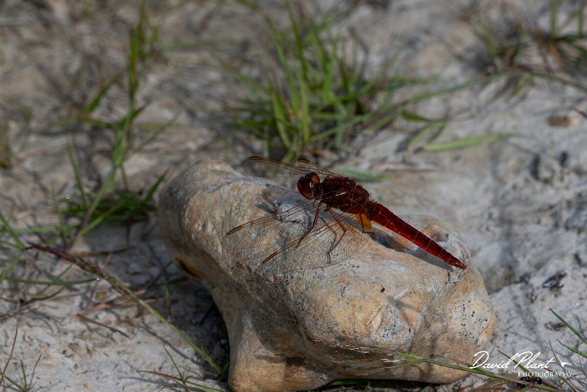 David Plant Photography - Wildlife Photography - Scarlet darter - A.jpg - Scarlet darter, Crocothemis erythraea - Dorset