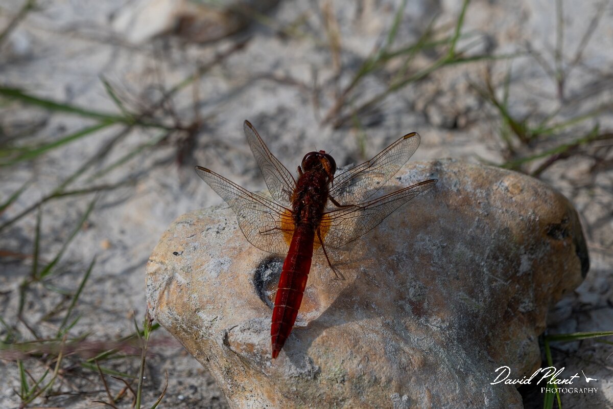 David Plant Photography - Wildlife Photography - Scarlet darter - B.jpg - Scarlet darter, Crocothemis erythraea - Dorset