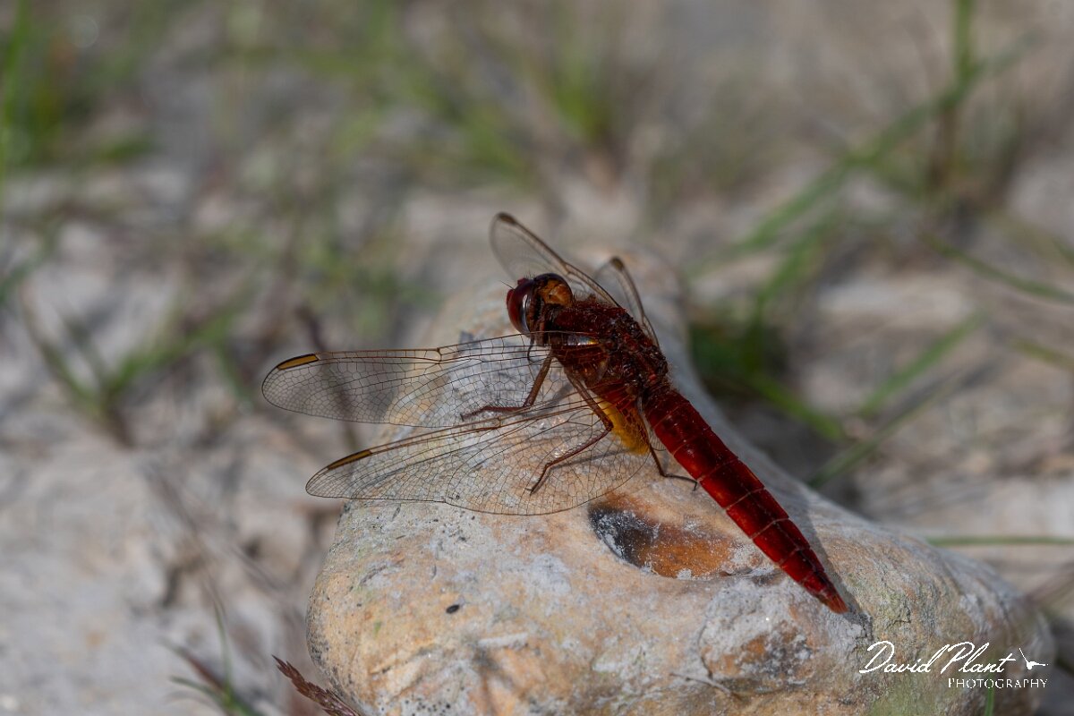 David Plant Photography - Wildlife Photography - Scarlet darter - C.jpg - Scarlet darter, Crocothemis erythraea - Dorset