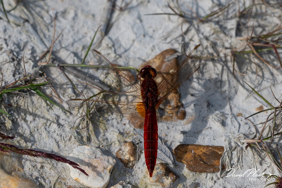David Plant Photography - Wildlife Photography - Scarlet darter - E.jpg - Scarlet darter, Crocothemis erythraea - Dorset