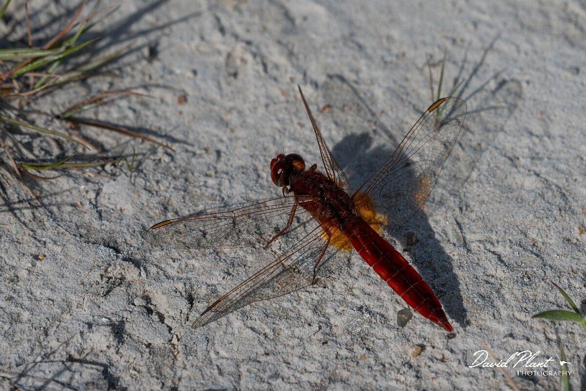 David Plant Photography - Wildlife Photography - Scarlet darter - G.jpg - Scarlet darter, Crocothemis erythraea - Dorset