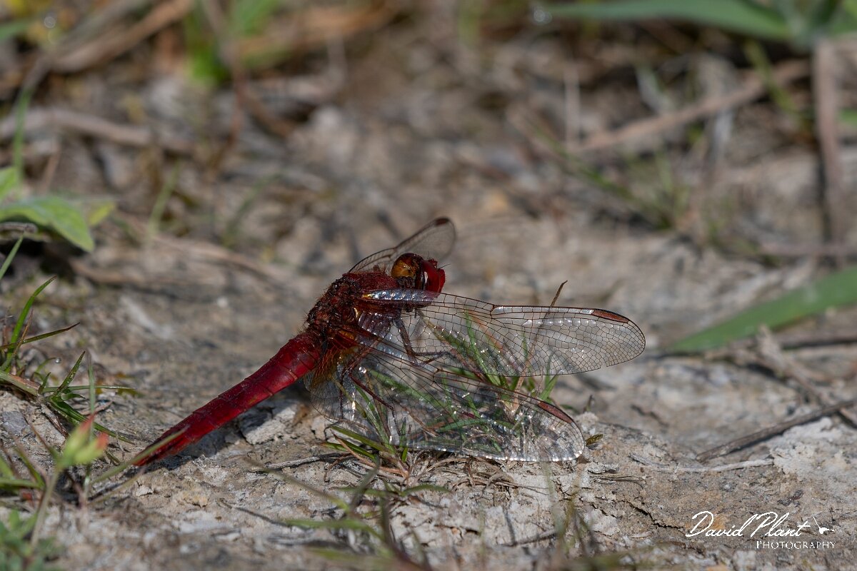 David Plant Photography - Wildlife Photography - Scarlet darter - I.jpg - Scarlet darter, Crocothemis erythraea - Dorset