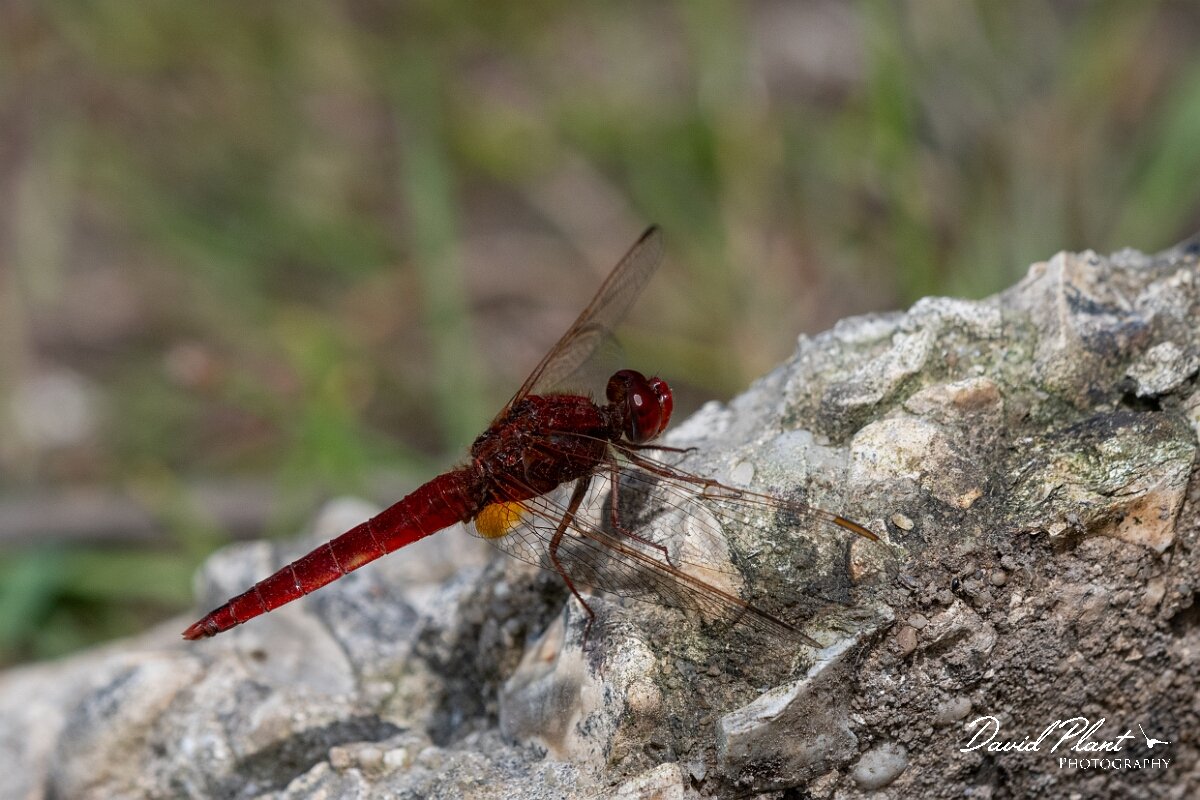 David Plant Photography - Wildlife Photography - Scarlet darter - J.jpg - Scarlet darter, Crocothemis erythraea - Dorset