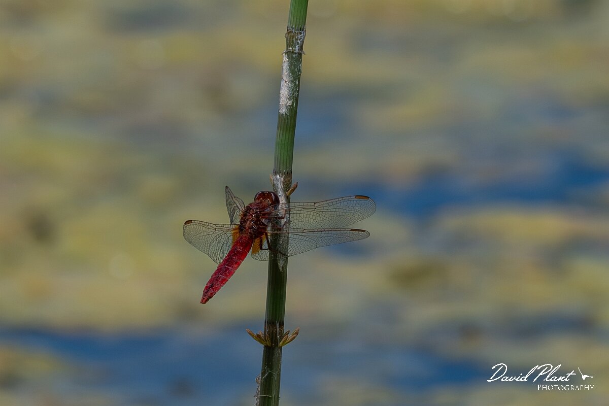 David Plant Photography - Wildlife Photography - Scarlet darter - K.jpg - Scarlet darter, Crocothemis erythraea - Dorset