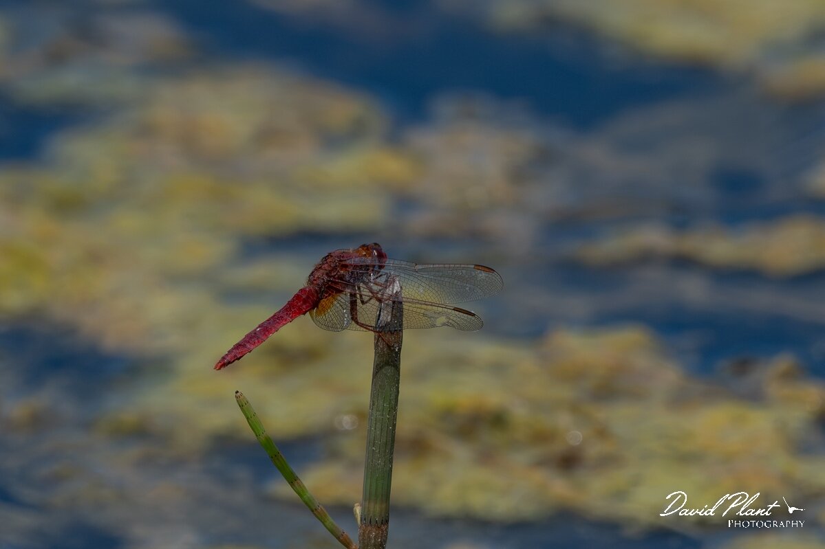 David Plant Photography - Wildlife Photography - Scarlet darter - L.jpg - Scarlet darter, Crocothemis erythraea - Dorset