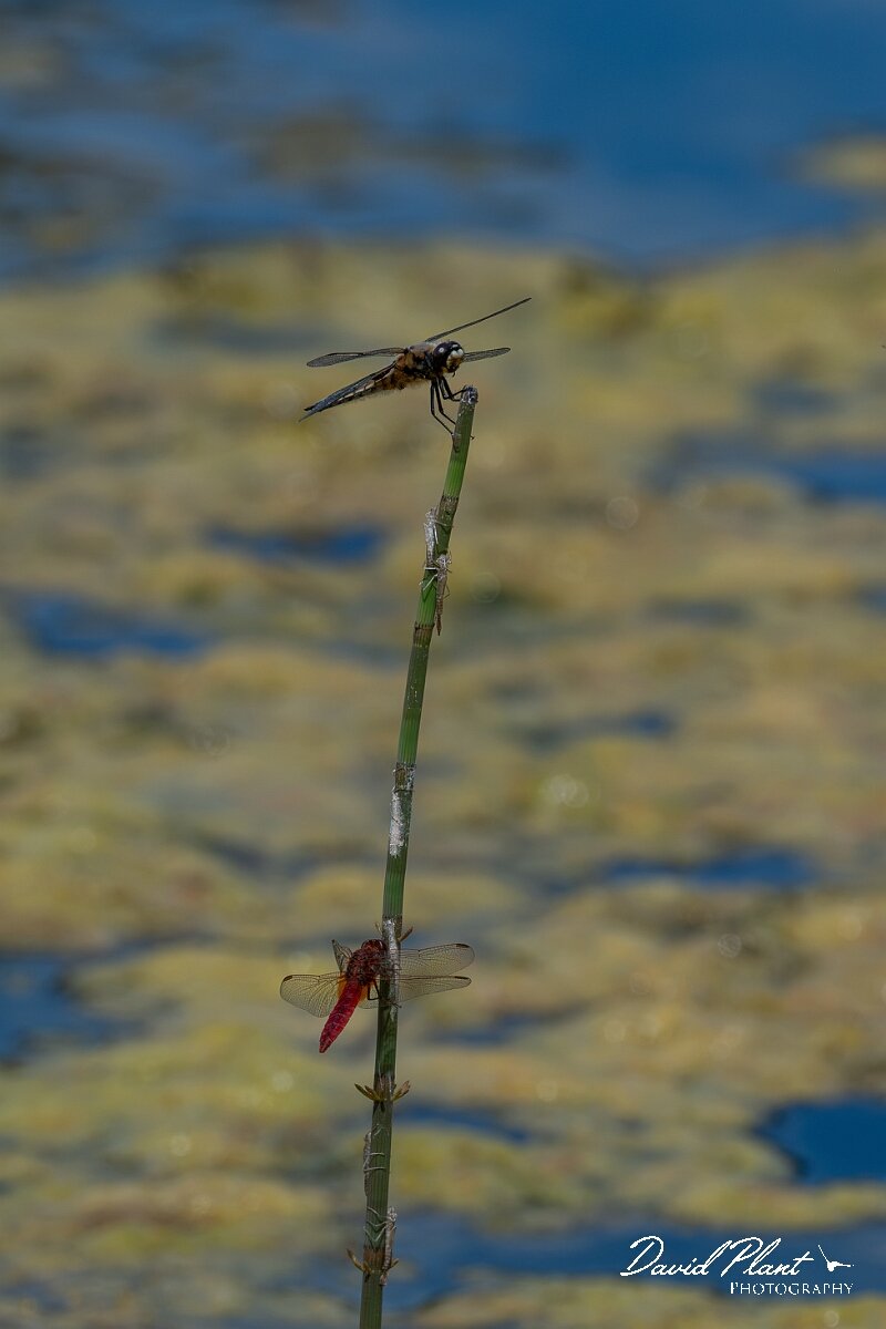 David Plant Photography - Wildlife Photography - Scarlet darter - M.jpg - Scarlet darter, Crocothemis erythraea - Dorset
