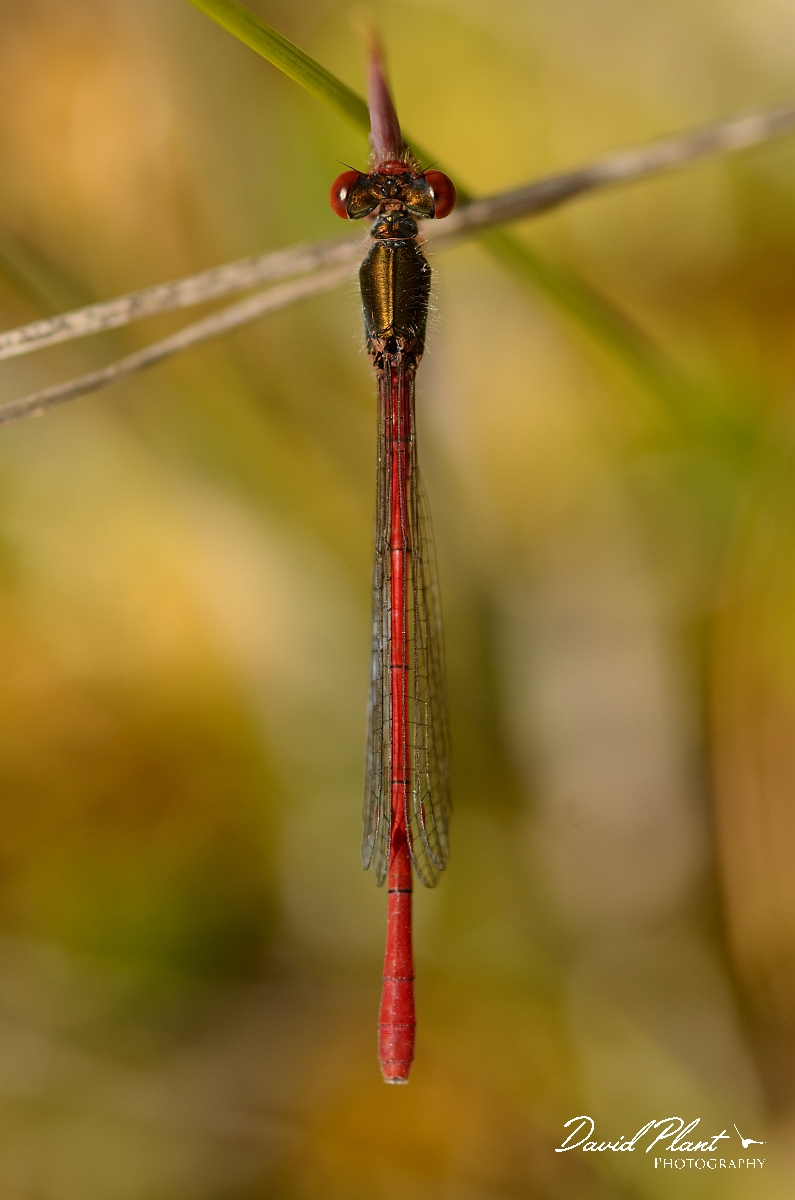 David Plant Photography - Wildlife Photography - Small red damselfly - A.jpg - Small red damselfly, male - Dorset