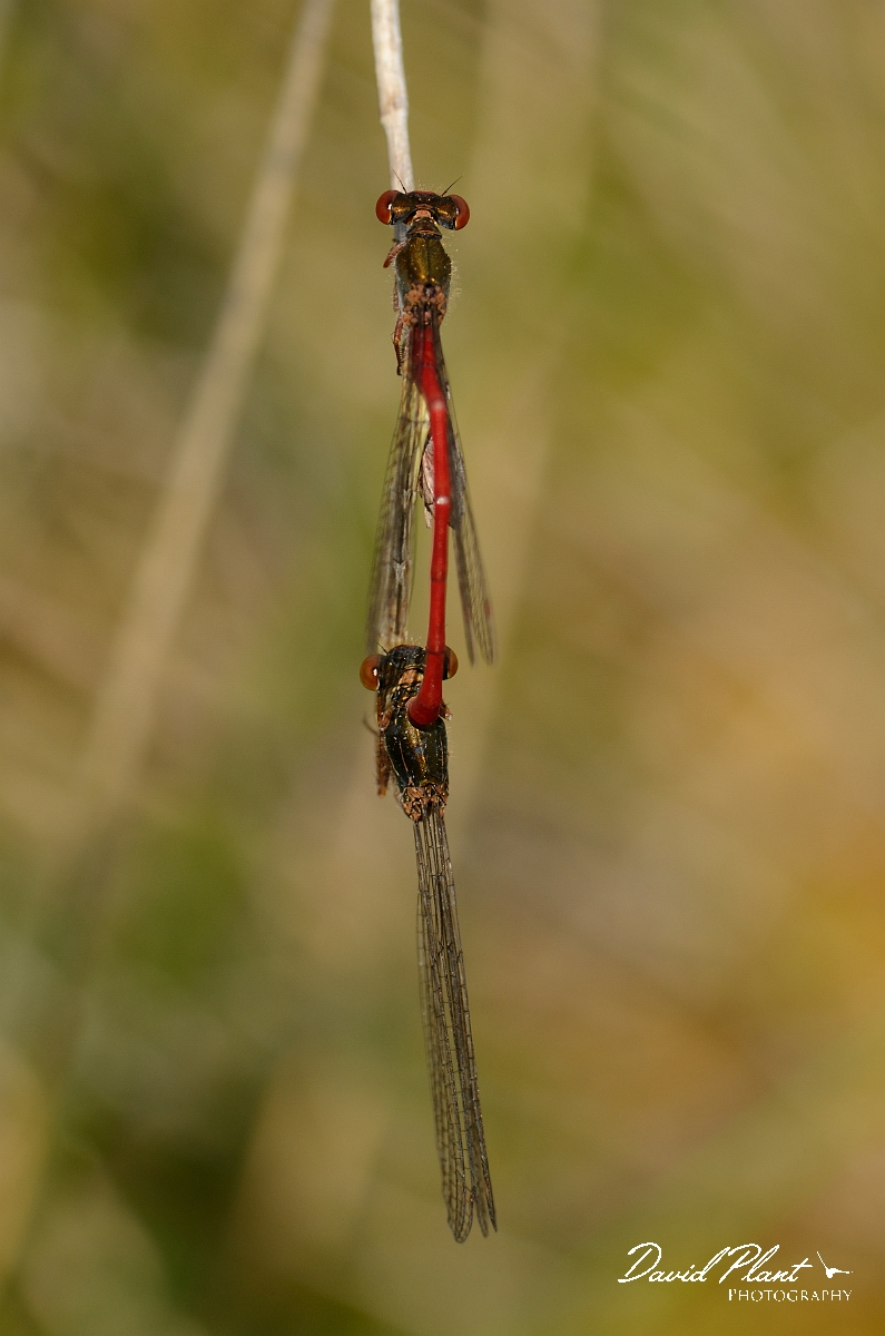 David Plant Photography - Wildlife Photography - Small red damselfly - B.jpg - Small red damselfly, mating pair - Dorset