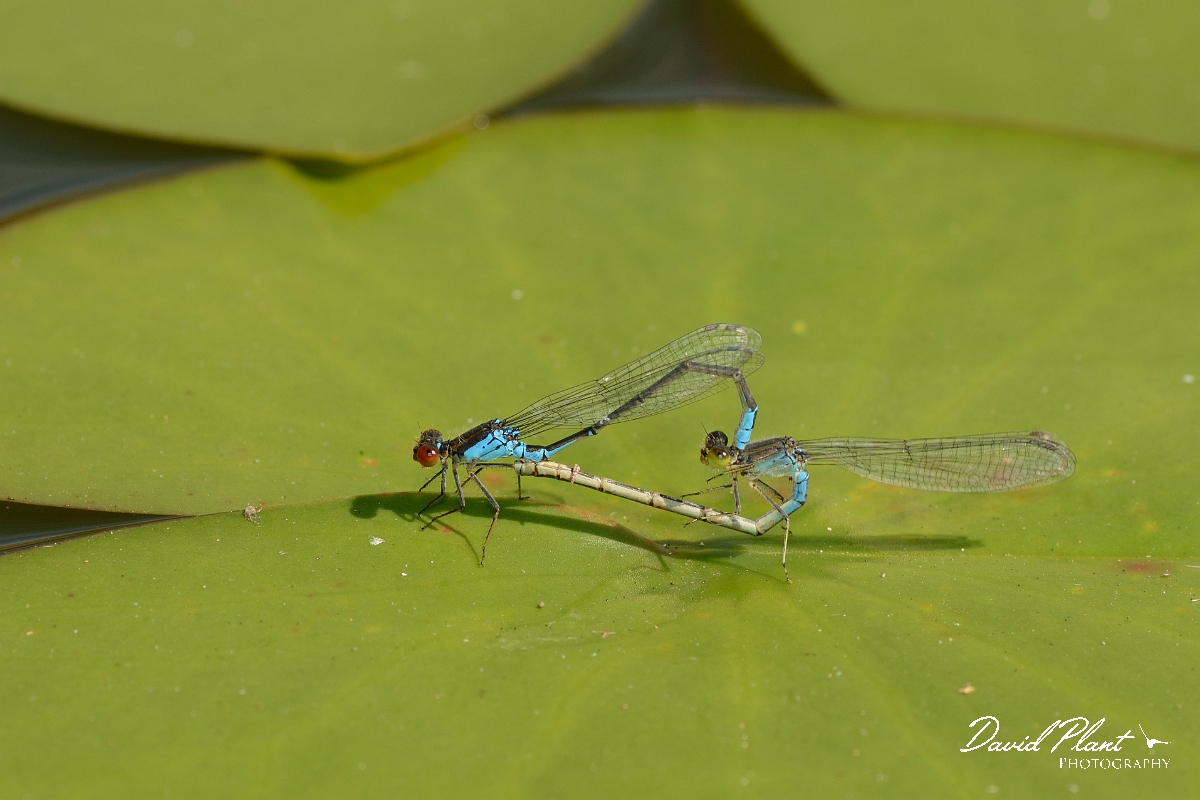 David Plant Photography - Wildlife Photography - Small red-eyed damselfly - A.jpg - Small red-eyed damselfly pair - Bedfordshire