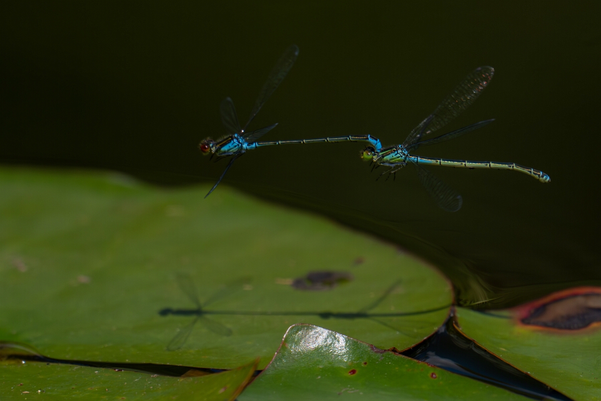 David Plant Photography - Wildlife Photography - Small red-eyed damselfly - E.jpg - Small red-eyed damselfly, mating pair - Bedfordshire
