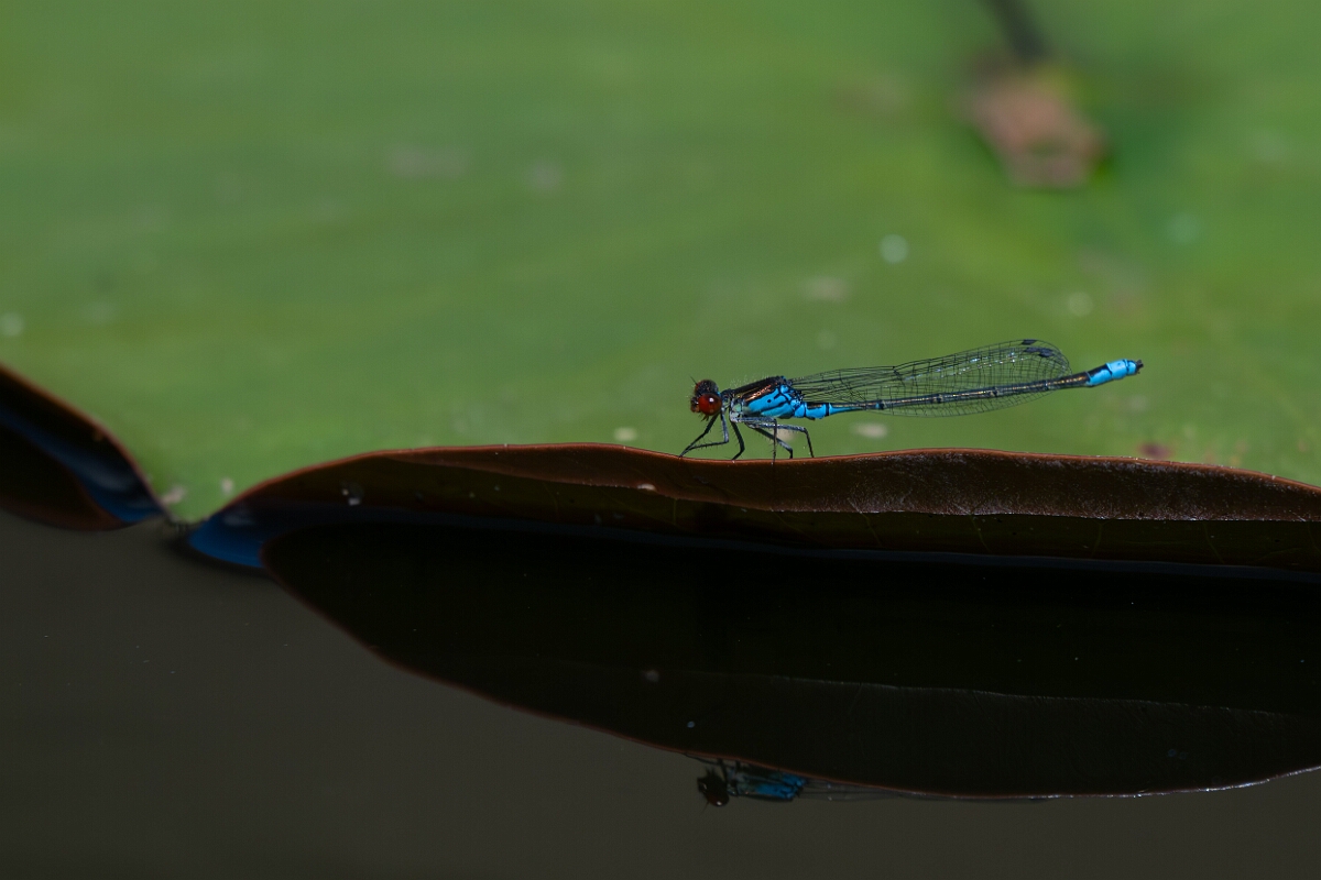 David Plant Photography - Wildlife Photography - Small red-eyed damselfly - F.jpg - Small red-eyed damselfly, male - Bedfordshire