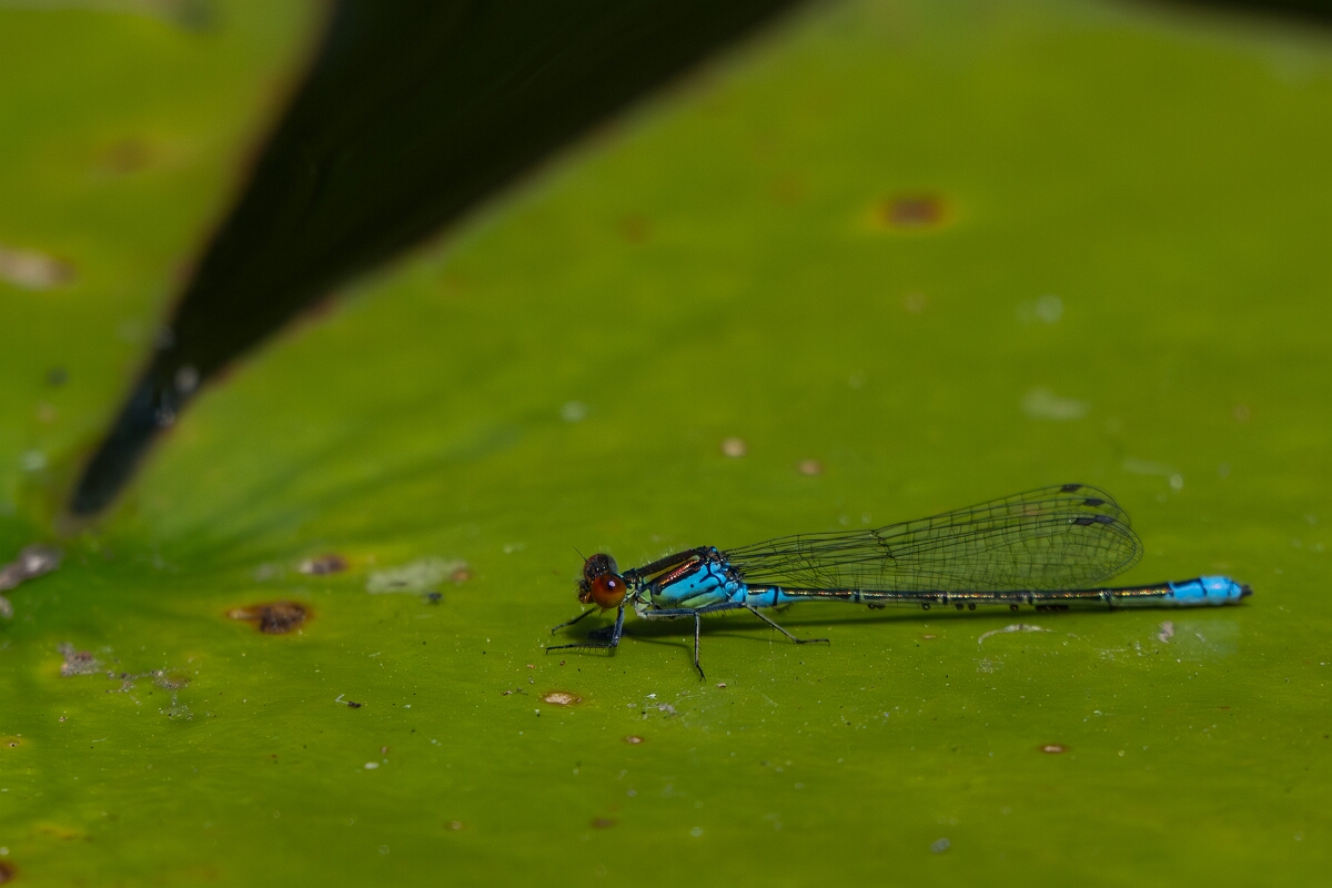 David Plant Photography - Wildlife Photography - Small red-eyed damselfly - G.jpg - Small red-eyed damselfly, male - Bedfordshire
