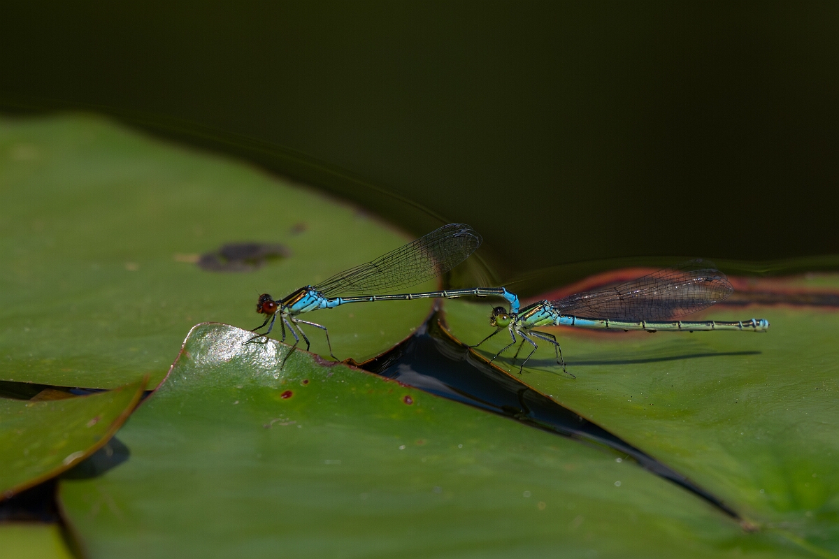 David Plant Photography - Wildlife Photography - Small red-eyed damselfly - H.jpg - Small red-eyed damselfly, mating pair - Bedfordshire