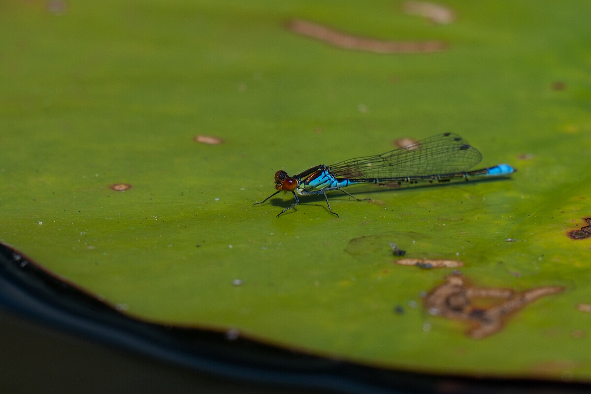 David Plant Photography - Wildlife Photography - Small red-eyed damselfly - J.jpg - Small red-eyed damselfly, male - Bedfordshire