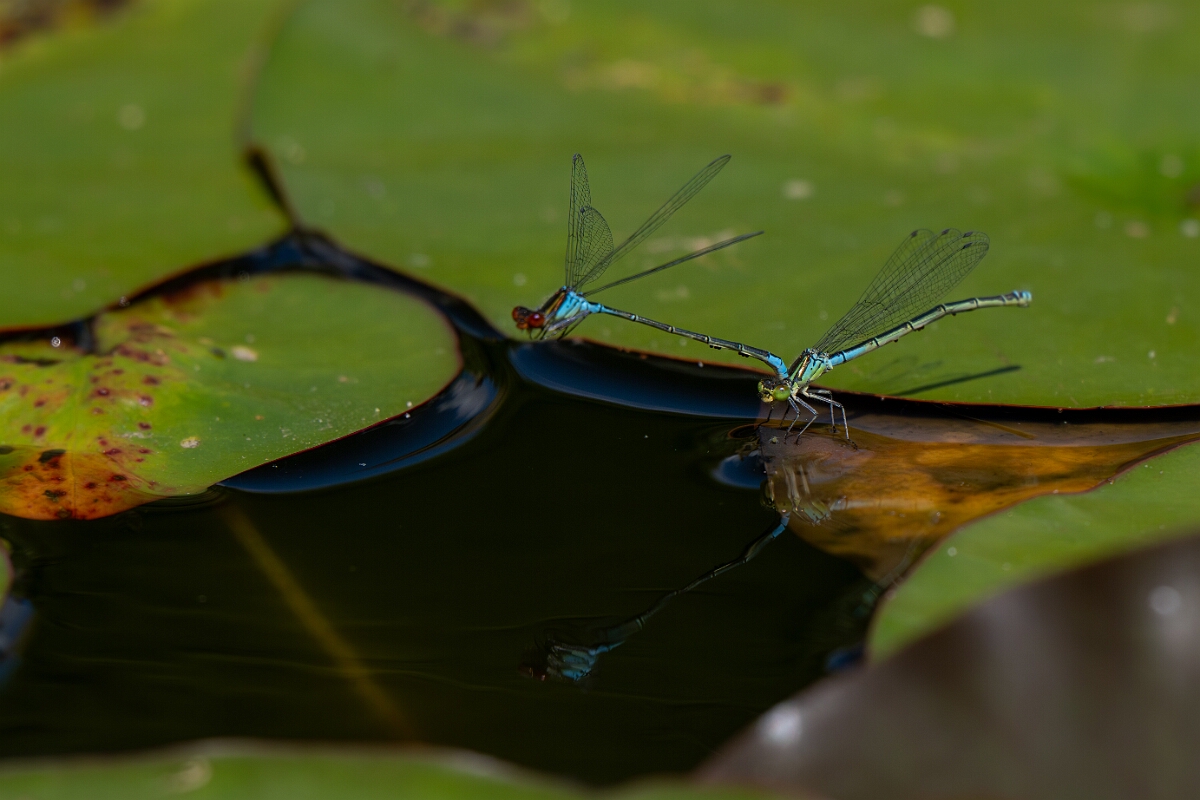 David Plant Photography - Wildlife Photography - Small red-eyed damselfly - K.jpg - Small red-eyed damselfly, mating pair - Bedfordshire