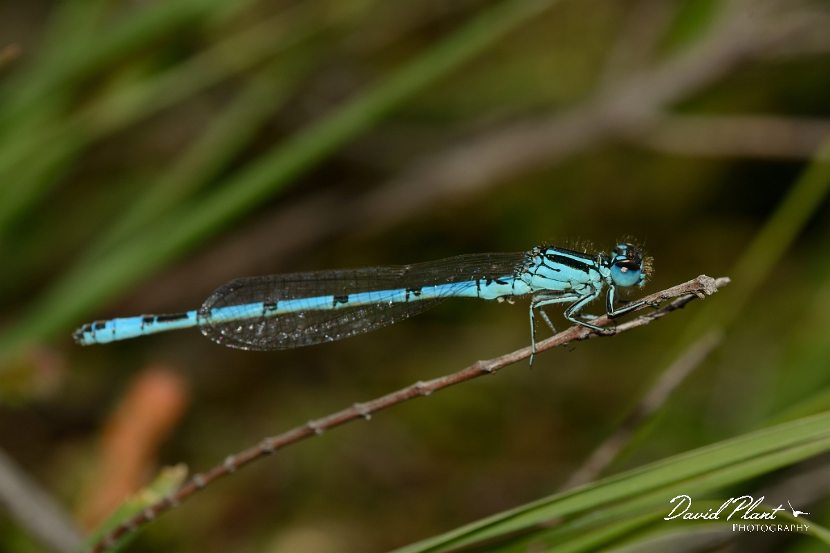 David Plant Photography - Wildlife Photography - Southern damselfly - C.jpg - Southern damselfly - Hampshire