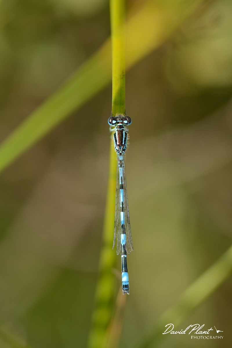 David Plant Photography - Wildlife Photography - Southern damselfly - D.jpg - Southern damselfly - Hampshire