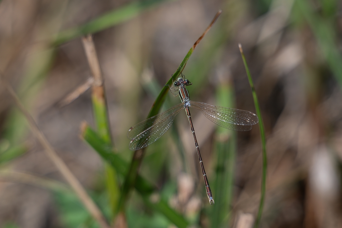 David Plant Photography - Wildlife Photography - Southern emerald - A.jpg - Southern emerald damselfly - Essex